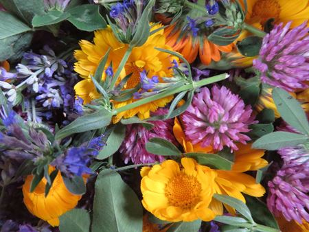 Picture for category Botanical Herbs