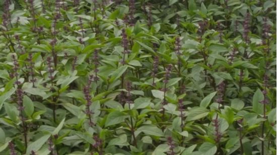 Picture of Tea, Tulsi (bag)
